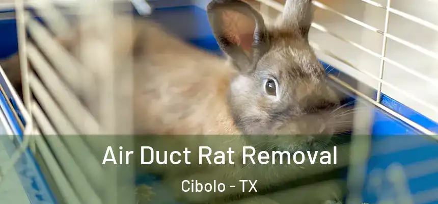 Air Duct Rat Removal Cibolo - TX
