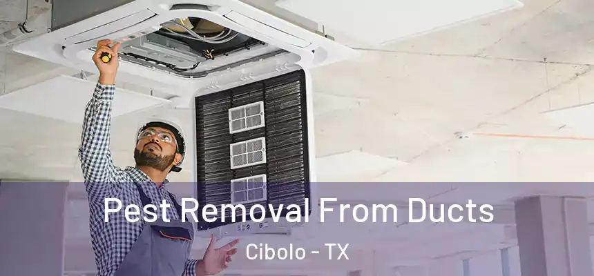 Pest Removal From Ducts Cibolo - TX